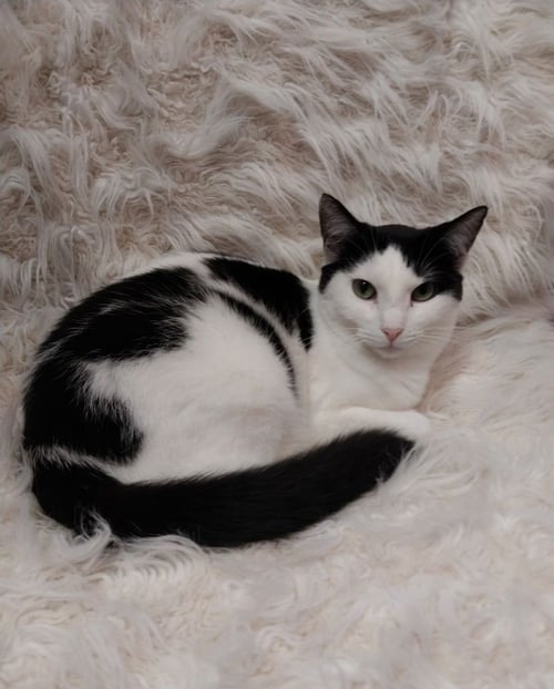 OYSTER * IN FOSTER * - Domestic Short Hair available for adoption
