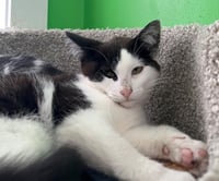 Oyster * IN FOSTER * - Photo 3