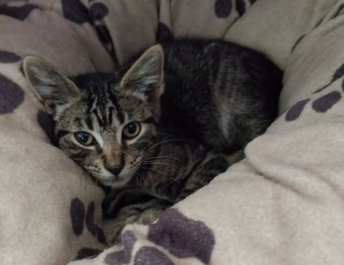 BREWSKI * IN FOSTER * - Domestic Short Hair for adoption in South Bend