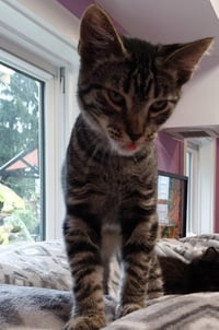 Brewski * IN FOSTER * - Photo 3