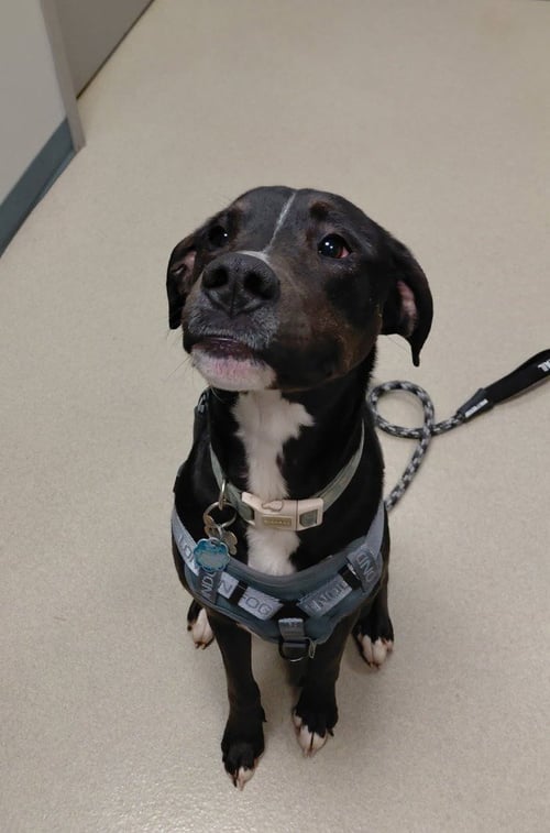 OTIS - Labrador Retriever / Terrier available for adoption