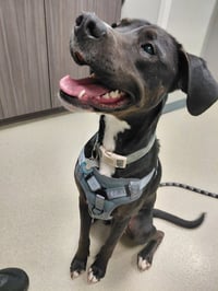 Otis - Photo 2