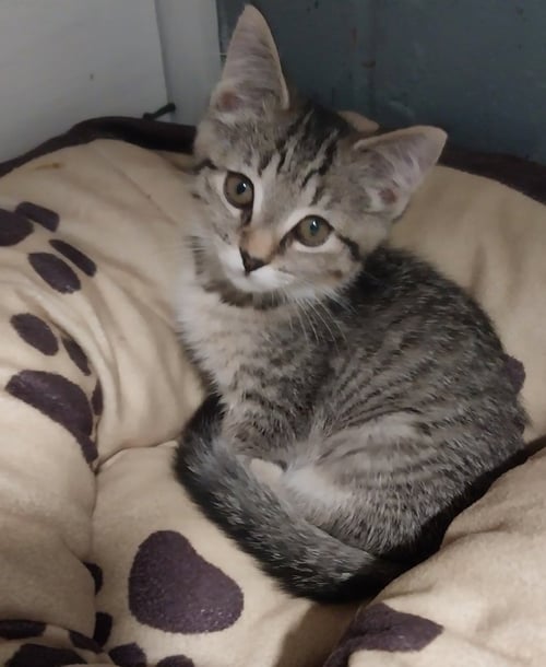 PUFFIN *IN FOSTER* - Domestic Short Hair available for adoption