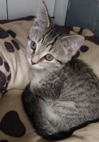 Puffin *IN FOSTER* - Photo 2