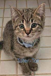 Tater-Tot *IN FOSTER* - Photo 1