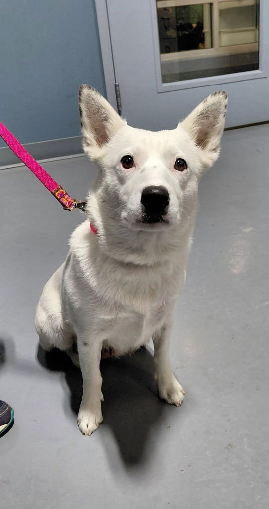 CAROLINE - Cattle Dog / Terrier for adoption in South Bend