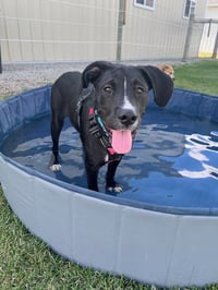 Otis - Photo 4