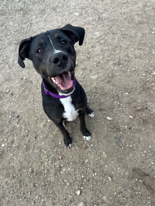 OTIS - Labrador Retriever / Terrier available for adoption