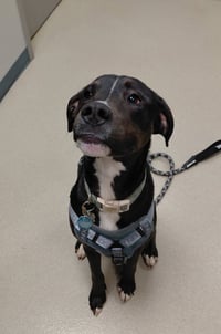 Otis - Photo 3
