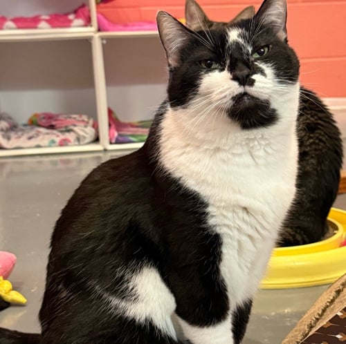 TATUM - Domestic Short Hair available for adoption