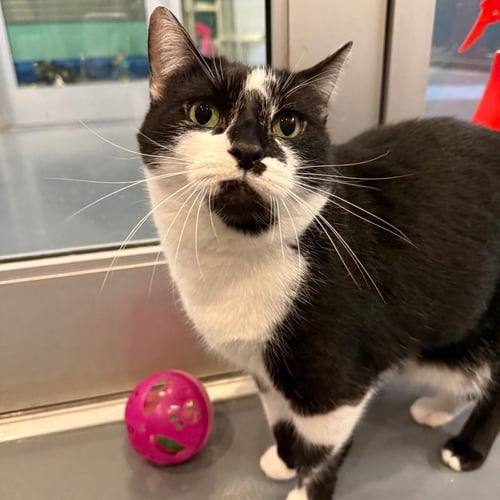 TATUM - Domestic Short Hair available for adoption