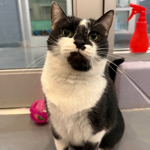 TATUM - Domestic Short Hair available for adoption