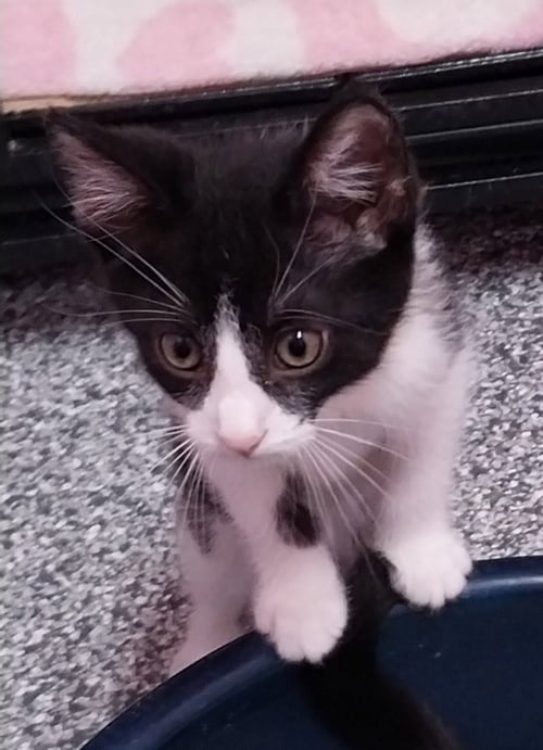 MERLIN * IN FOSTER * - Domestic Short Hair available for adoption