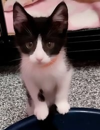 Merlin * IN FOSTER * - Photo 3
