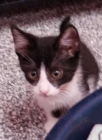 Merlin * IN FOSTER * - Photo 4