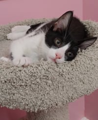 Merlin * IN FOSTER * - Photo 2