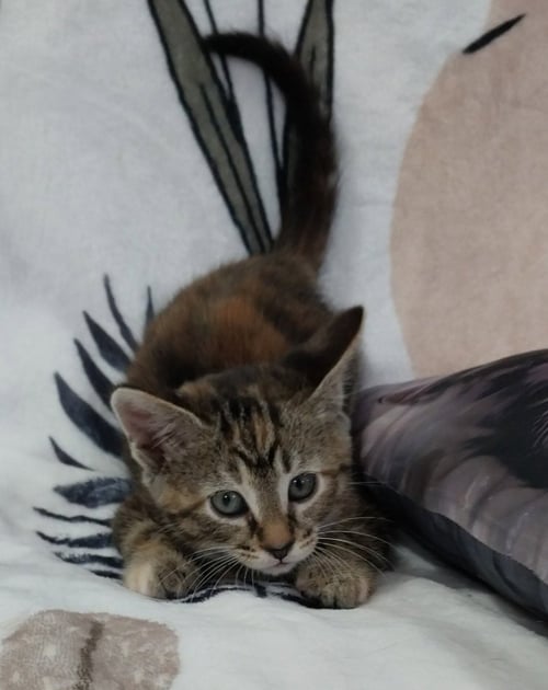 KELSEY - Domestic Short Hair available for adoption