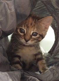 Kaylee * IN FOSTER * - Photo 1