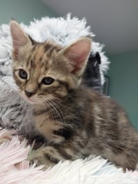 Kaylee * IN FOSTER * - Photo 2