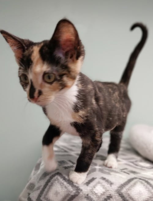FIRELIGHT * IN FOSTER * - Domestic Short Hair available for adoption