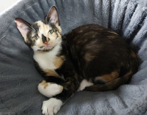 FIRELIGHT * IN FOSTER * - Domestic Short Hair available for adoption