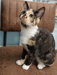 Firelight * IN FOSTER * - Photo 1