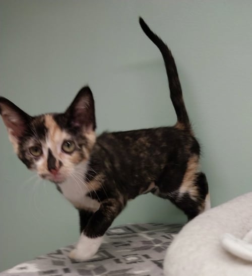 FIRELIGHT * IN FOSTER * - Domestic Short Hair available for adoption