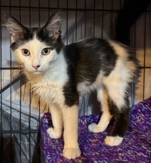 PAWMEGRANATE *IN FOSTER* - Domestic Long Hair available for adoption