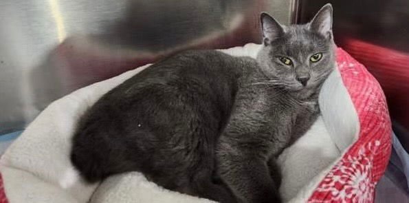 Whiskey  ** IN FOSTER ** Image