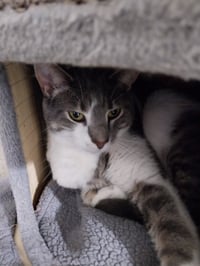 Max * IN FOSTER * - Photo 3