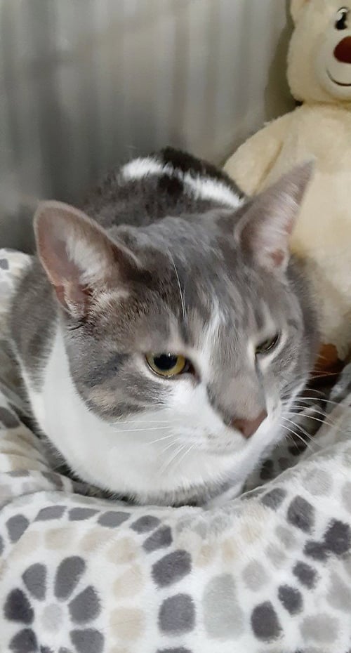 MAX * IN FOSTER * - Domestic Short Hair available for adoption