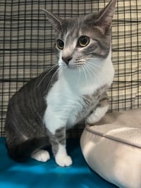 Max * IN FOSTER * - Photo 1
