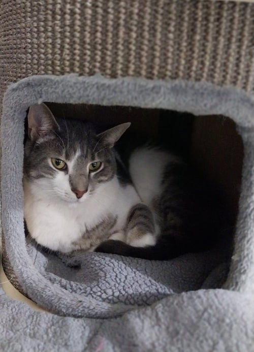 MAX * IN FOSTER * - Domestic Short Hair available for adoption