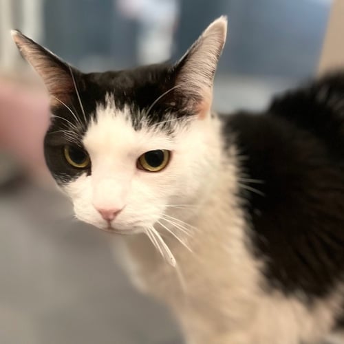 TOMMI GIRL - Domestic Short Hair available for adoption