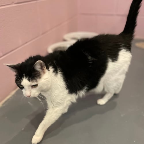 TOMMI GIRL - Domestic Short Hair available for adoption