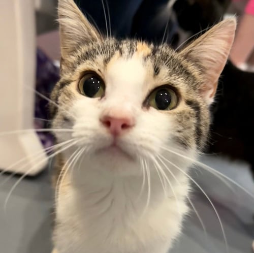 VALENTINA - Domestic Short Hair available for adoption