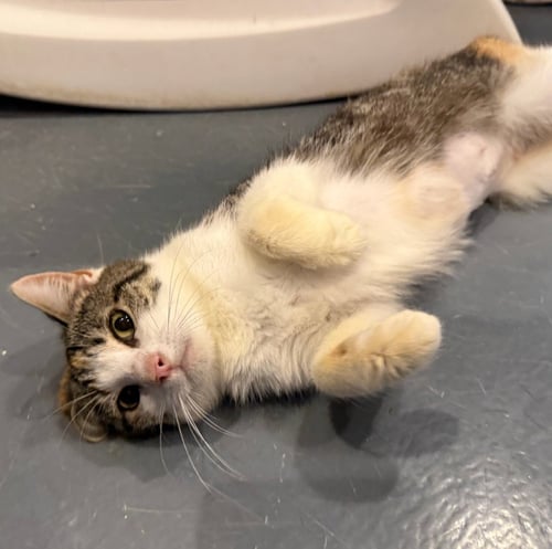 VALENTINA - Domestic Short Hair available for adoption