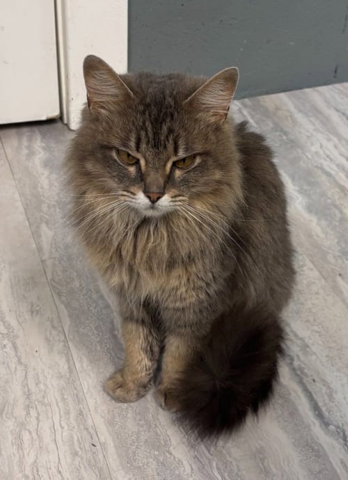 LADY GRAY * IN FOSTER * - Domestic Long Hair available for adoption