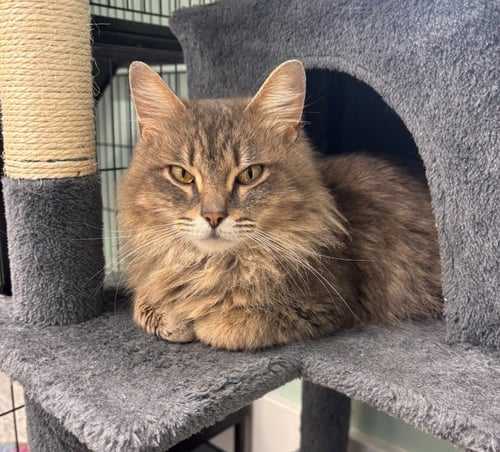 LADY GRAY * IN FOSTER * - Domestic Long Hair available for adoption