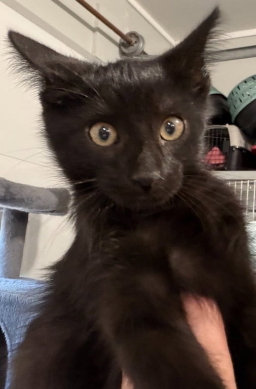 Nori * IN FOSTER * Image
