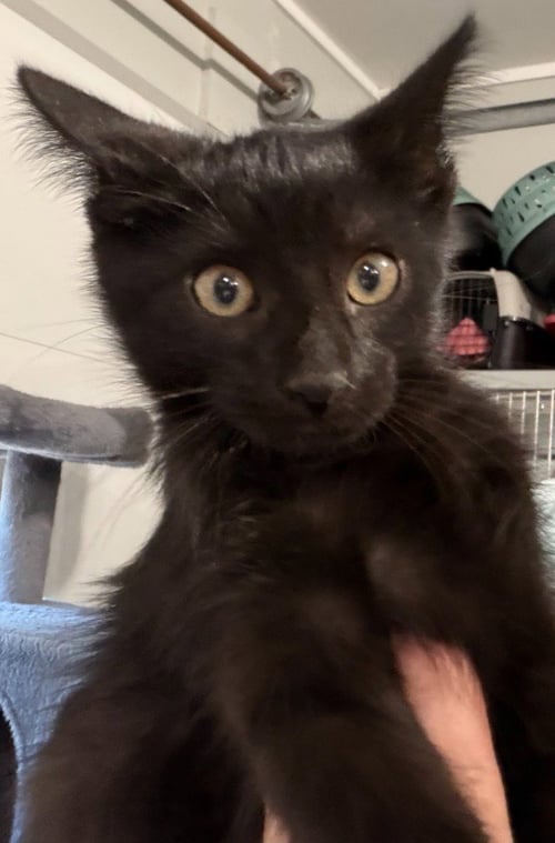 NORI * IN FOSTER * - Domestic Short Hair available for adoption