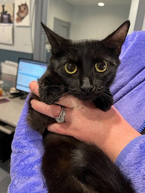 GINNY *IN FOSTER* - Domestic Short Hair available for adoption