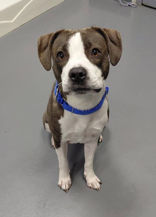 REIGN-ADOPTION PENDING