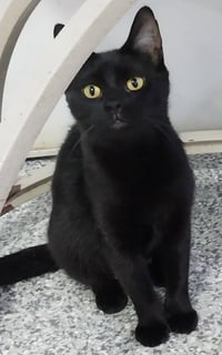Misty Onyx * IN FOSTER * - Photo 2