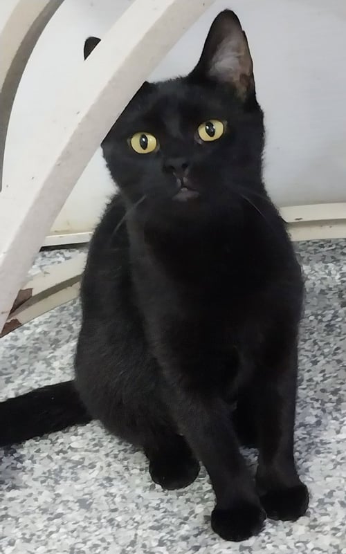 MISTY ONYX * IN FOSTER * - Domestic Medium Hair available for adoption