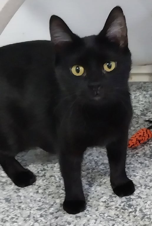 Misty Onyx * IN FOSTER * Image