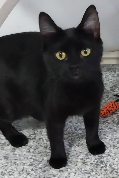 MISTY ONYX * IN FOSTER * - Domestic Medium Hair available for adoption
