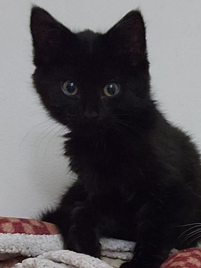 SAGE *IN FOSTER* - Domestic Short Hair available for adoption