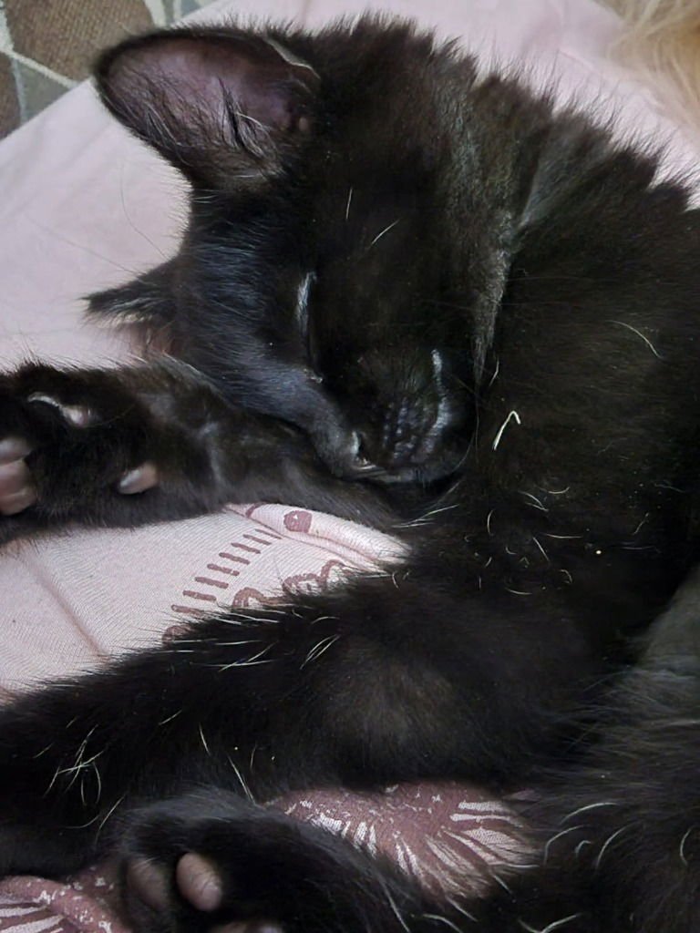 SAGE *IN FOSTER* - Domestic Short Hair available for adoption