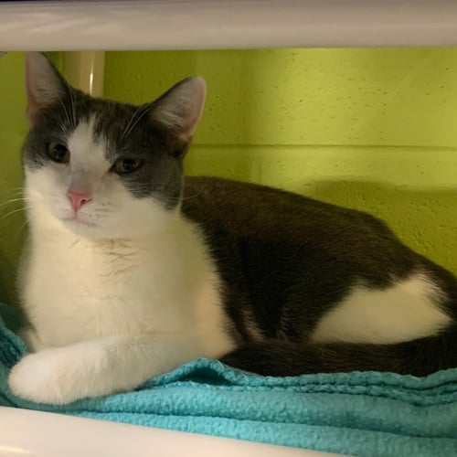BLOSSOM - Domestic Short Hair available for adoption